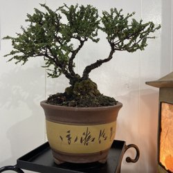 Hokkaido Elm Bonsai