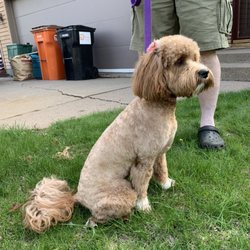 Tropic Waters & Bark Avenue Salon - Really pleased with grooming