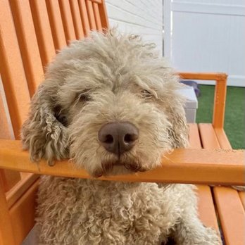 Toby Town RVA - Pet Boarding Near Me - Richmond, Virginia Toby Town RVA - Pet Boarding Near Me - Richmond, Virginia