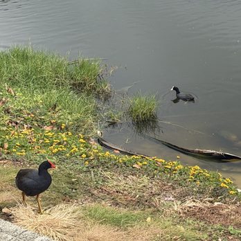 Hamakua Marsh - Hawaiian gallinule and coot - Landmarks & Historical Buildings Near Me Hamakua Marsh - Hawaiian gallinule and coot - Landmarks & Historical Buildings Near Me