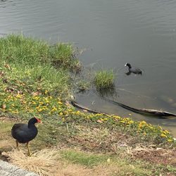 Hamakua Marsh - Hawaiian gallinule and coot