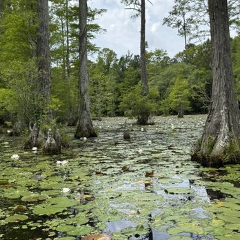 Cypress Gardens - Parks Near Me - Moncks Corner, South Carolina