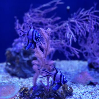 Seattle Aquarium - Aquariums Near Me - Seattle, Washington Seattle Aquarium - Aquariums Near Me - Seattle, Washington