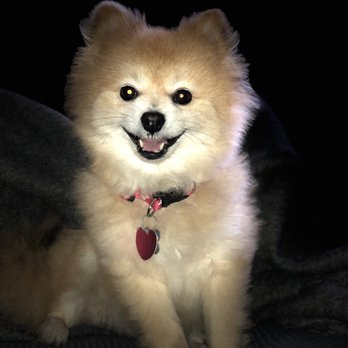 Claudia's Coiffeur Le' Petite - Pet Groomers Near Me - San Leandro, California Claudia's Coiffeur Le' Petite - Pet Groomers Near Me - San Leandro, California