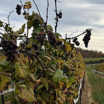Three Fox Vineyards & Brewery - Wineries Near Me - Delaplane, Virginia Three Fox Vineyards & Brewery - Wineries Near Me - Delaplane, Virginia