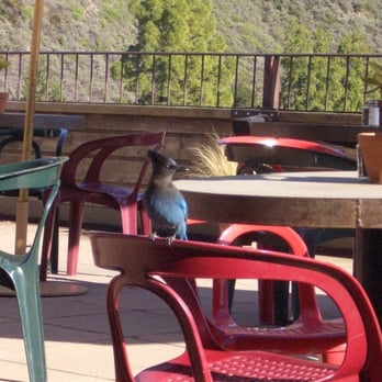 Cafe Kevah - I'm not sure what this bird is, but it has a mohawk - New American Near Me - Big Sur, California