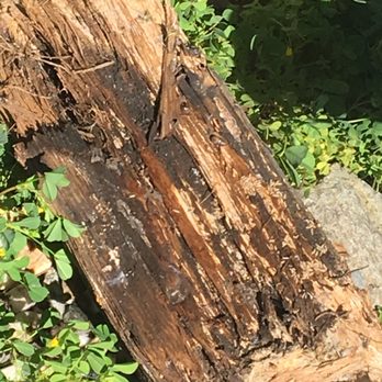 Great Wall Termite Control - Subterranean termite workers eating away at scrap wood on a front lawn - Pest Control Near Me - San Jose, California