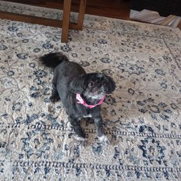 Loves her new cut. I was very impressed with this shop. Staff was friendly and professional did a really good job Loves her new cut. I was very impressed with this shop. Staff was friendly and professional did a really good job