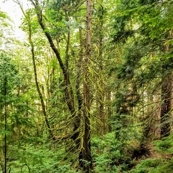Poo Poo Point - Chirico Trail - Moss-covered trees along the way - Hiking Near Me