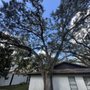Buccaneer Tree Service