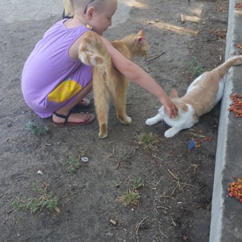 Hart Memorial Park - Visiting the cats - Parks Near Me