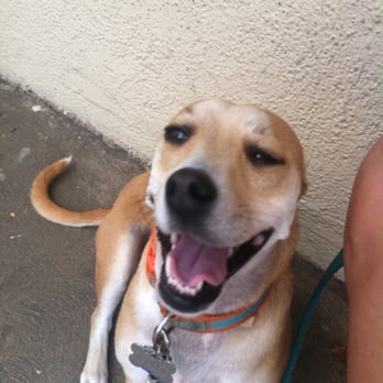 Dogs for Humanity - And Paula makes him laugh like crazy!!! - Dog Walkers Near Me