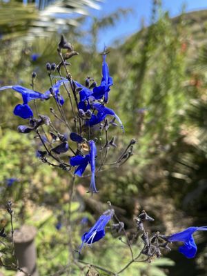 Ventura Botanical Gardens by null