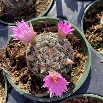 Moran Nursery - Nurseries & Gardening Near Me - Watsonville, California