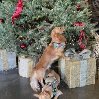 Nico's Pier 38 - Christmas tree in the front - Seafood Near Me - Honolulu, Hawaii