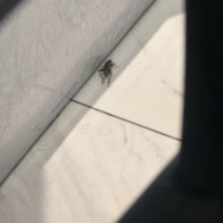 Nini Nail Bar - Crickets everywhere!