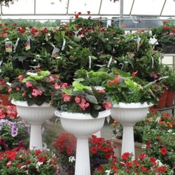 Dill's Greenhouse