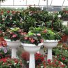 Dill's Greenhouse gift card
