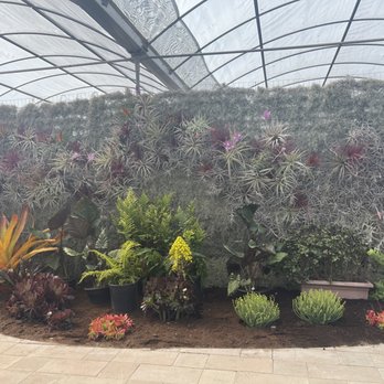 Airplant Alchemy - Air plant wall and plant set-up - Home & Garden Near Me - Carpinteria, California