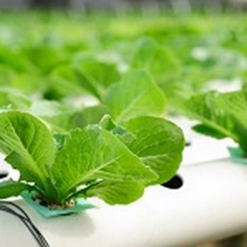 1. Endless Spring Organics and Hydroponics
