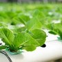 Photo of Endless Spring Organics and Hydroponics
