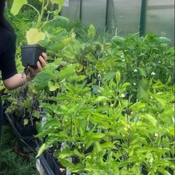 Abundant Greens Urban Farm and Nursery - Veggie starts