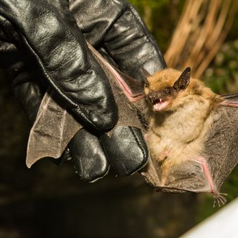 Wildlife Removal Co - Wildlife Control Near Me Wildlife Removal Co - Wildlife Control Near Me