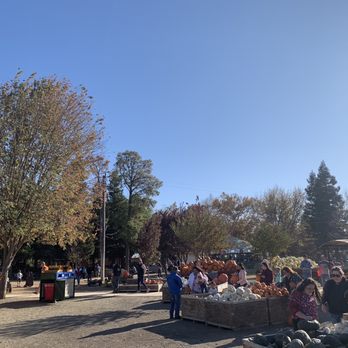 Bishop's Pumpkin Farm - Christmas Trees Near Me - Wheatland, California Bishop's Pumpkin Farm - Christmas Trees Near Me - Wheatland, California