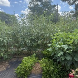 Este Garden