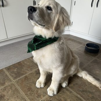 Monica's Superior K-9's - Golden retriever after his first groomers - Pet Groomers Near Me - La Grange, Illinois Monica's Superior K-9's - Golden retriever after his first groomers - Pet Groomers Near Me - La Grange, Illinois