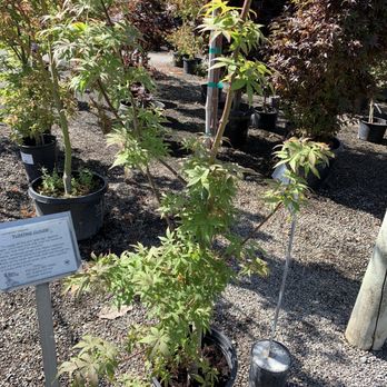 Regan Nursery - Japanese maples - Nurseries & Gardening Near Me - Fremont, California Regan Nursery - Japanese maples - Nurseries & Gardening Near Me - Fremont, California