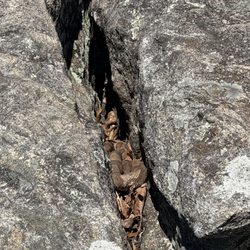 Blood Mountain Wilderness Area - Copperhead