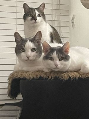 McCormick Animal Clinic