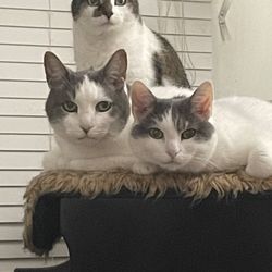 Mccormick Animal Clinic - (L-R) Marlyn, Nose, Moochie age 15 and healthy, happy patients of MAC!