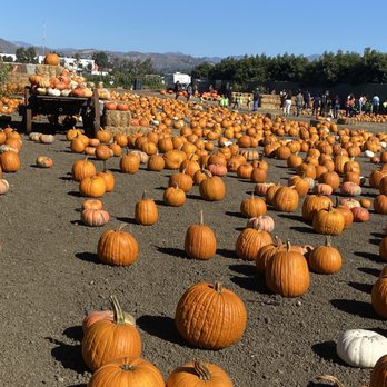 McGrath Brothers Great Pacific Pumpkins - Pumpkin Patches Near Me - Ventura, California McGrath Brothers Great Pacific Pumpkins - Pumpkin Patches Near Me - Ventura, California