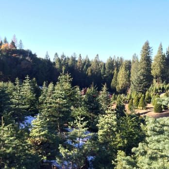Indian Rock Tree Farm - Tree Services Near Me - Camino, California Indian Rock Tree Farm - Tree Services Near Me - Camino, California