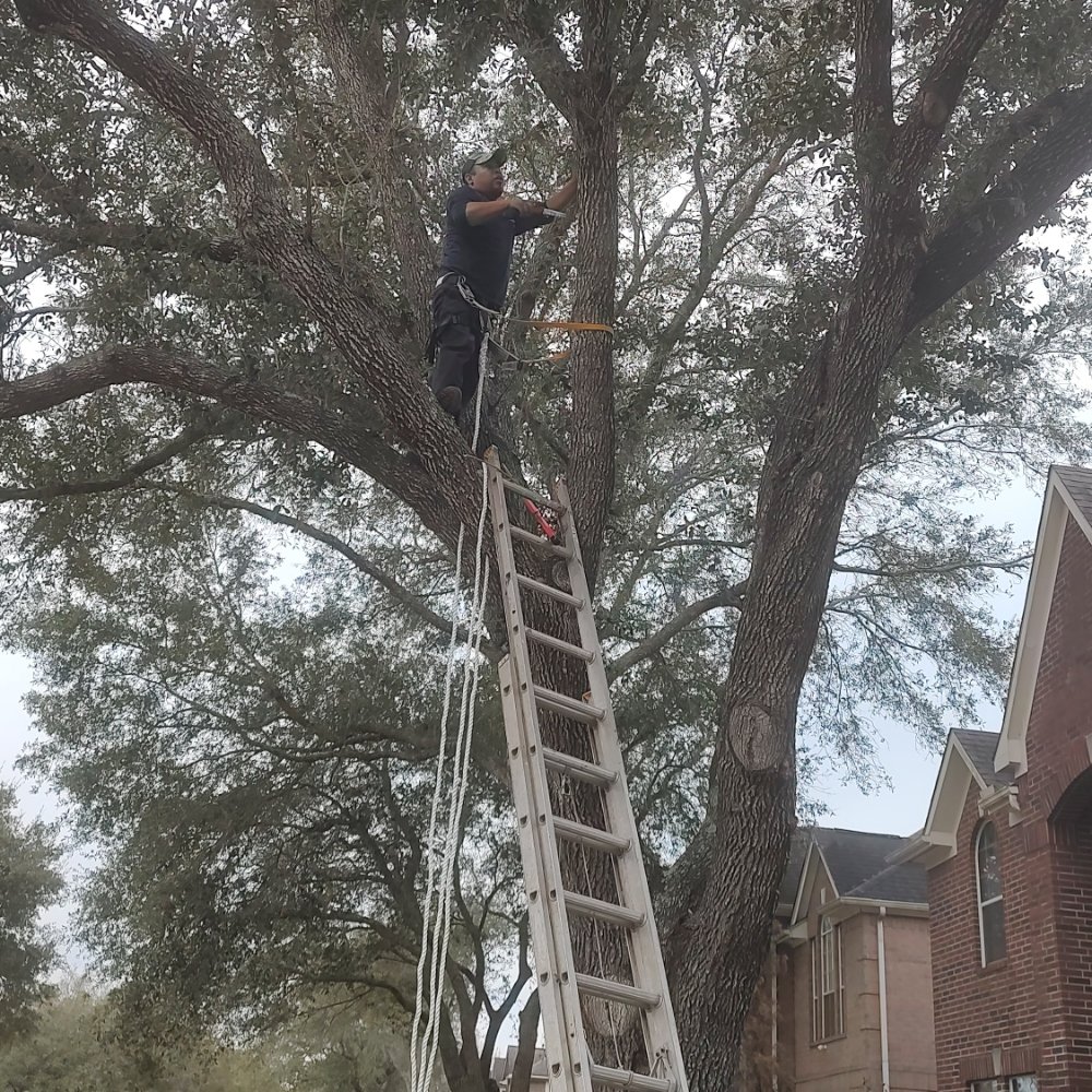 Slide of Cruz Landscape And More