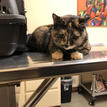 dr sharp pet hospital