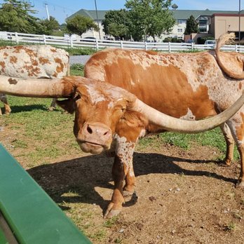 SkyLand Ranch - Attraction Farms Near Me - Sevierville, Tennessee SkyLand Ranch - Attraction Farms Near Me - Sevierville, Tennessee