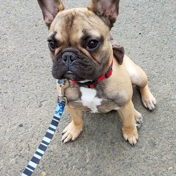 PetSmart - Benzema loves petsmart - Pet Training Near Me - Vancouver, Washington PetSmart - Benzema loves petsmart - Pet Training Near Me - Vancouver, Washington