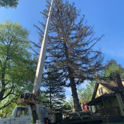 Joseph Bassett Tree & Lawn Care - Removing a declining Spruce tree