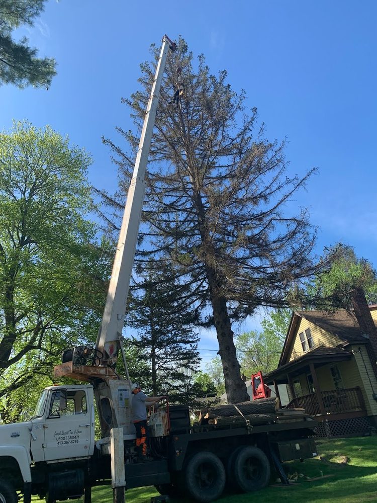 Joseph Bassett Tree & Lawn Care - tree service in Holyoke, MA