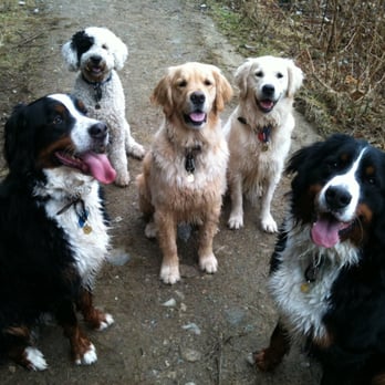 1. Melbourne Dog Company