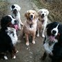 Melbourne Dog Company