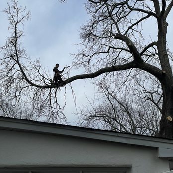 All Island Tree Service - Tree Services Near Me - Freeport, New York