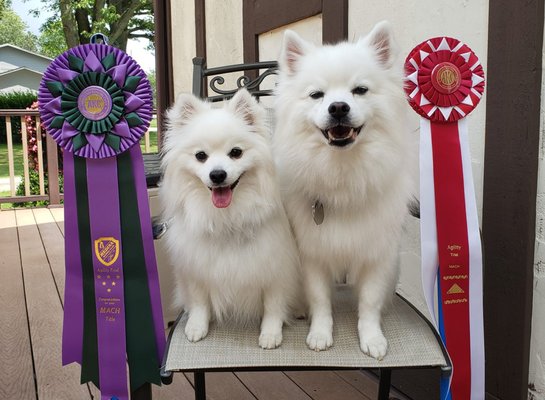 Pinnacle Dogs PINNACLE DOG SPORTS - Updated July 2026 - 38 Photos - 1006 Crocker Rd ...