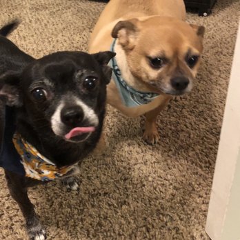 Wags To Riches - Pet Sitting Near Me - Longwood, Florida Wags To Riches - Pet Sitting Near Me - Longwood, Florida