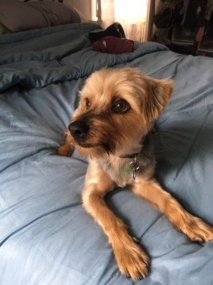 squeaky clean mobile grooming