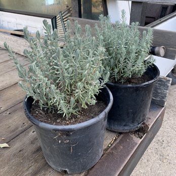Ramirez Nursery - Nurseries & Gardening Near Me - Gardena, California Ramirez Nursery - Nurseries & Gardening Near Me - Gardena, California