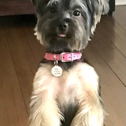 My lil dog model she seems to know she looks good lol, after her grooming love her haircut My lil dog model she seems to know she looks good lol, after her grooming love her haircut